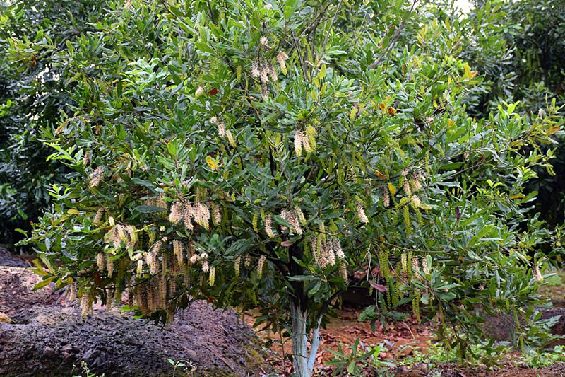 澳洲坚果花_坚果文化_岑溪市信畅坚果开发有限公司