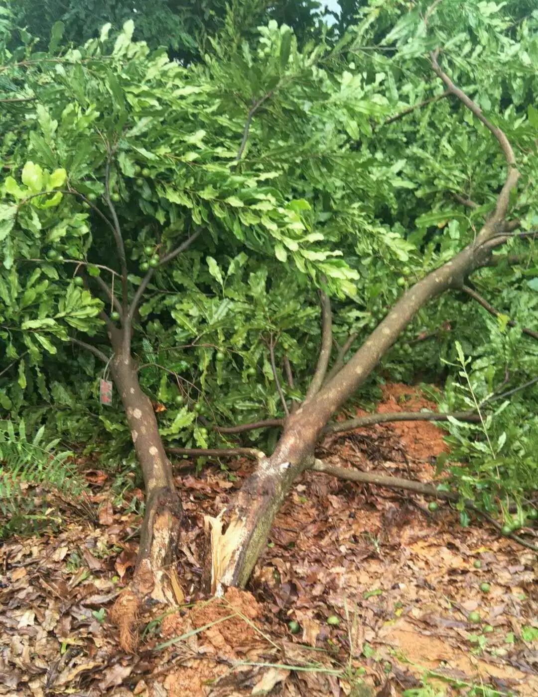 澳洲坚果台风防治