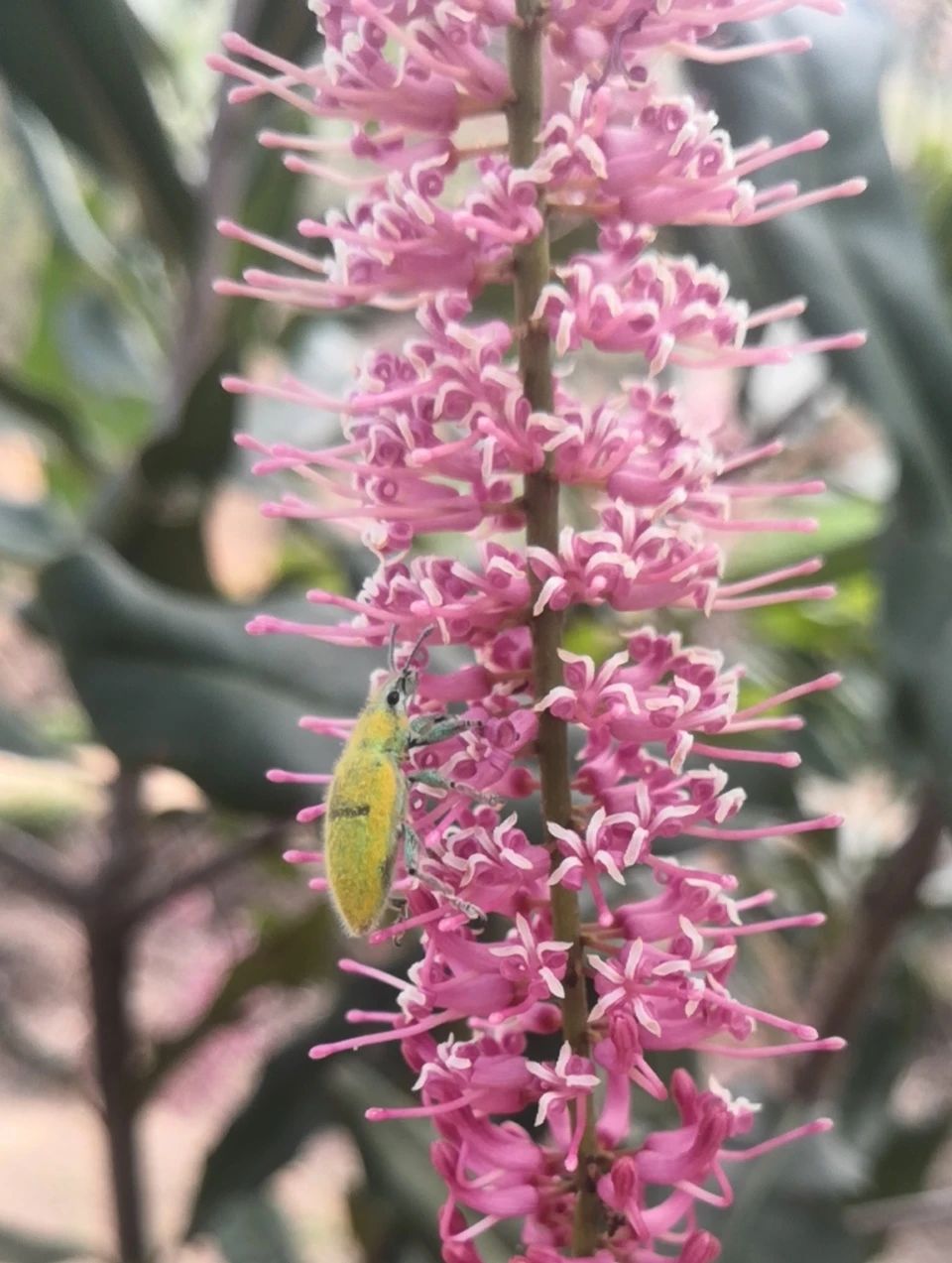 澳洲坚果如何保花保果