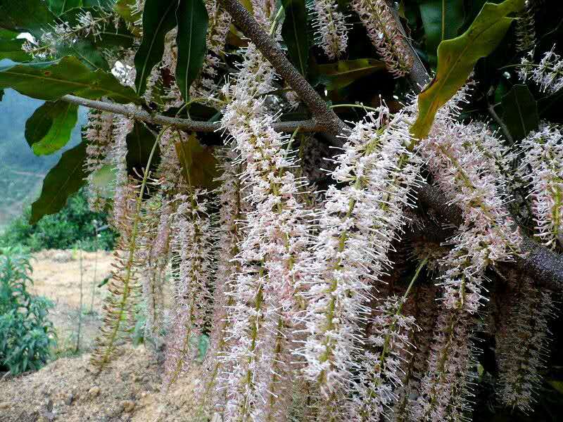 粗壳品种澳洲坚果花